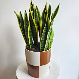 Snake Plant 'Laurentii'