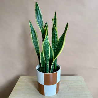Snake Plant 'Laurentii'