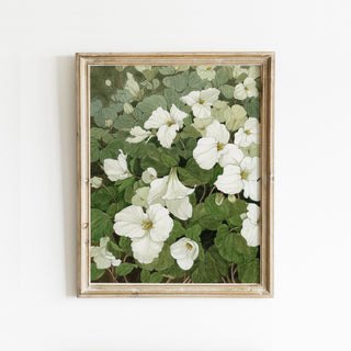 Trillium