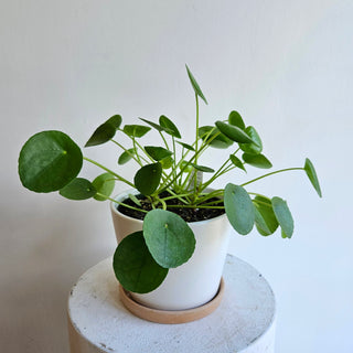 Pilea