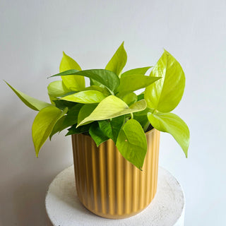 Pothos 'Neon'