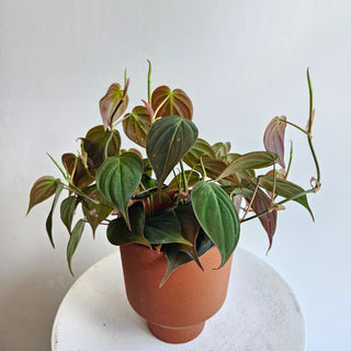 Philodendron 'Micans'