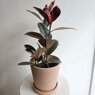 Ficus Rubber 'Ruby'