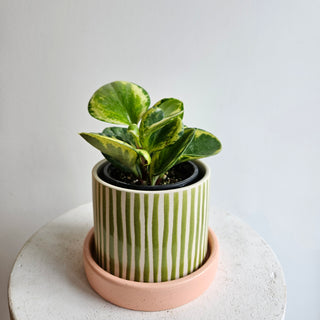Peperomia 'Obtusifolia' Variegated