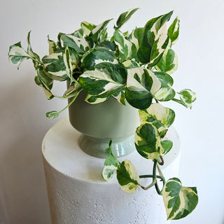 Pothos 'N Joy