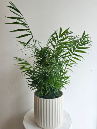 Neanthe Bella Palm
