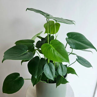 Philodendron Monstera