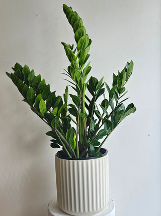 ZZ Plant