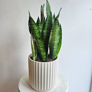 Snake Plant Zeylanica