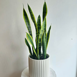 Snake Plant 'Laurentii'