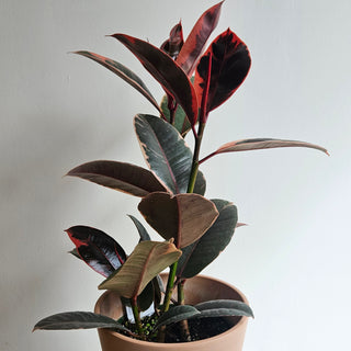 Ficus Rubber 'Ruby'