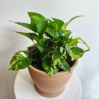 Pothos 'Golden'