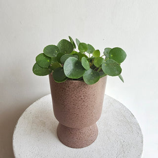 Pilea