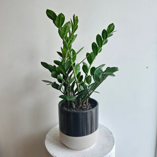 ZZ Plant
