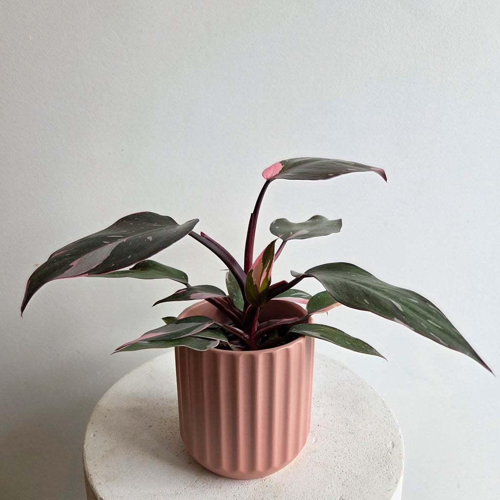 pink princess philodendron toronto Philodendron Pink Princess – The Wild Pansy