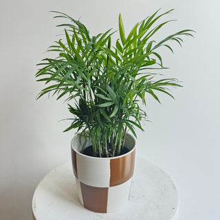 Neanthe Bella Palm