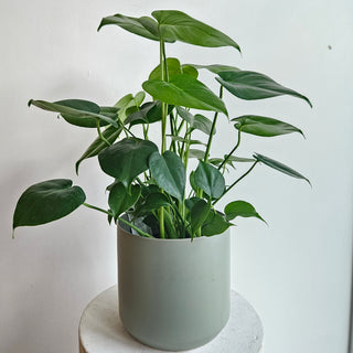 Philodendron Monstera