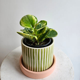 Peperomia 'Obtusifolia' Variegated