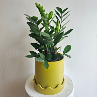 ZZ Plant
