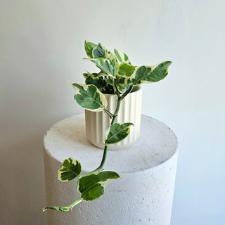 Pothos 'N Joy