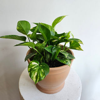 Pothos 'Golden'
