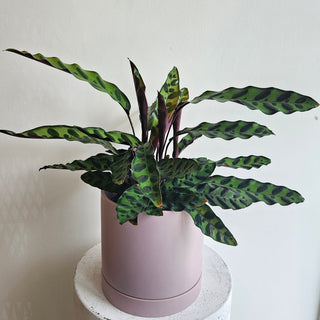 Calathea 'Rattlesnake'