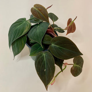 Philodendron 'Micans'