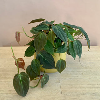 Philodendron 'Micans'