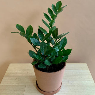 ZZ Plant