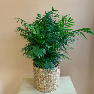Neanthe Bella Palm