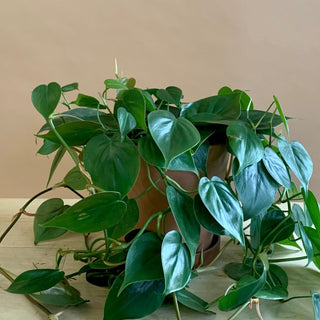 Philodendron Cordatum 'Heart Leaf'
