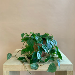 Philodendron Cordatum 'Heart Leaf'