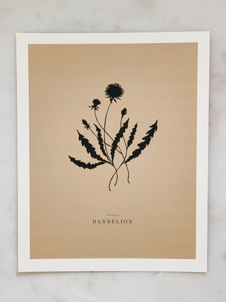 Dandelion Antique Herb Print
