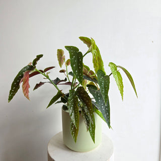 Begonia Maculata
