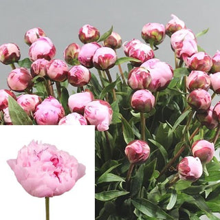 Mother's Day Peony Lover Bundle (Pre Order May 10-12)