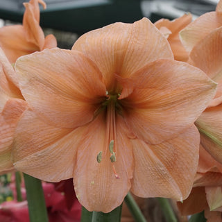 Amaryllis Bouquet