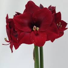 Amaryllis Bouquet