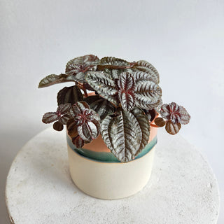 Peperomia Ripple 'Emerald'