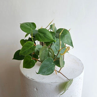 Philodendron Cordatum 'Heart Leaf'