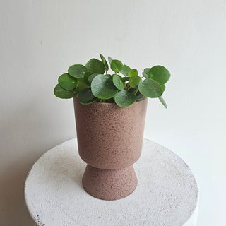 Pilea