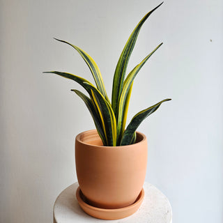 Snake Plant 'La Rubia'