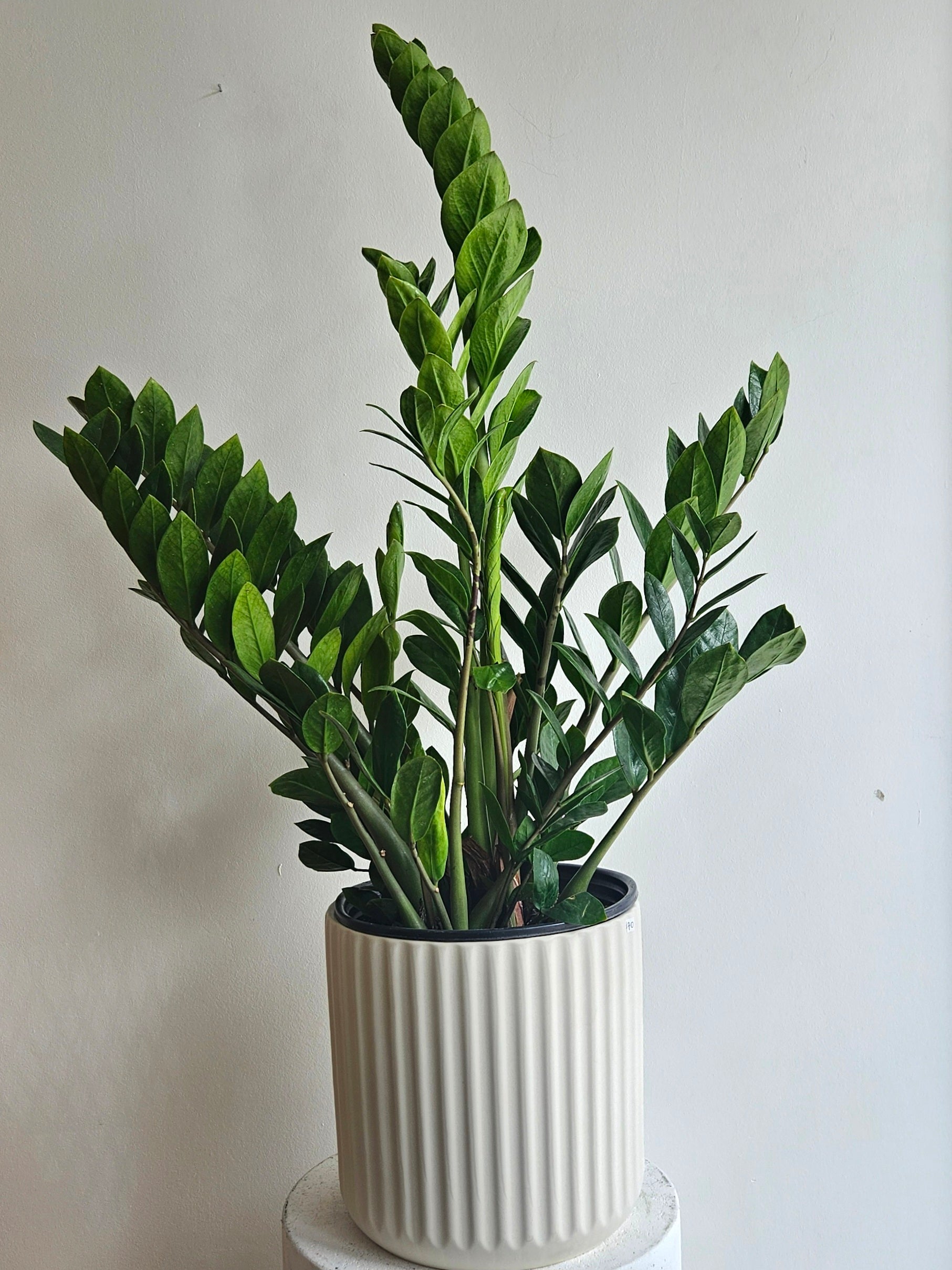 zz plant toronto ZZ Plant – The Wild Pansy