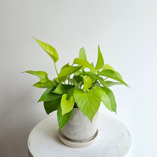 Pothos 'Neon'