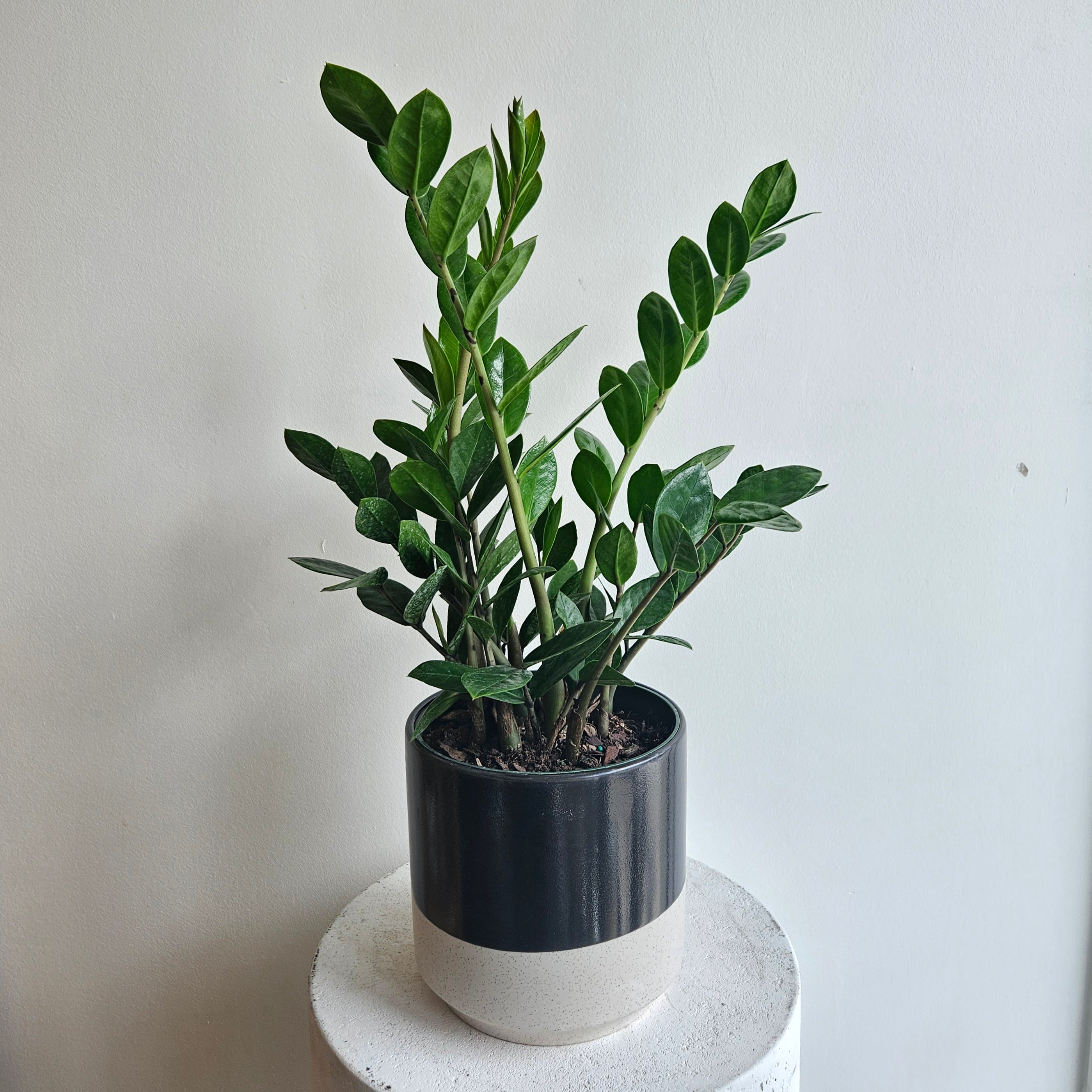 where to buy zz plant toronto ZZ Plant – The Wild Pansy