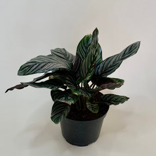 Calathea 'Ornata'