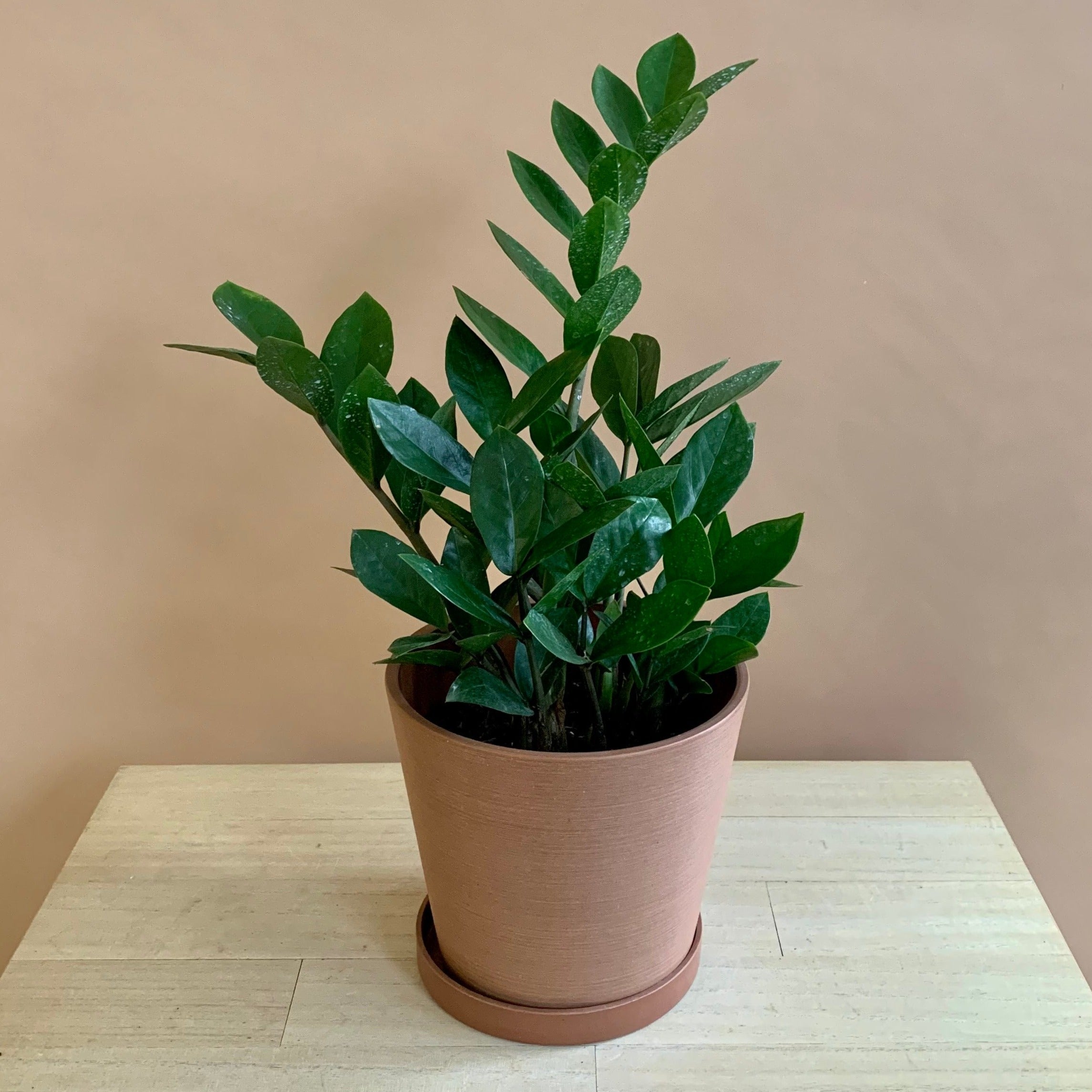 zz plant toronto ZZ Plant – The Wild Pansy